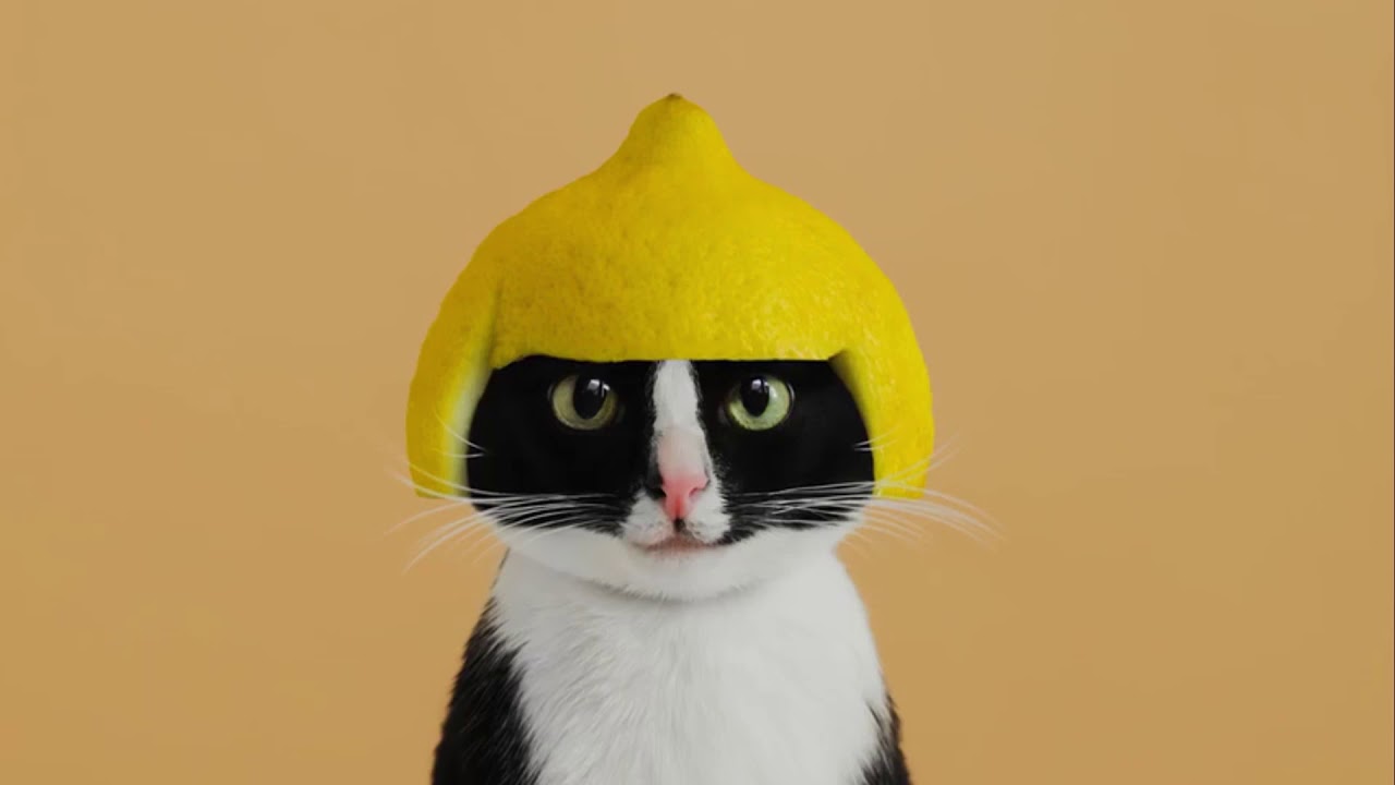 Día Internacional del Gato: Los 10 gatos más famosos de Instagram - Blog La  Frikileria